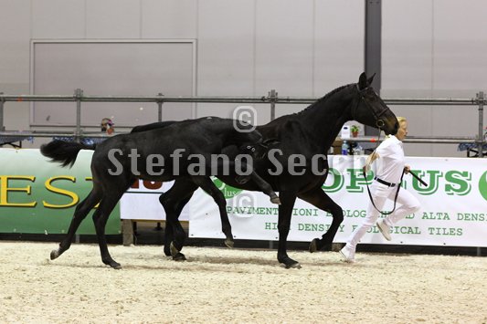 BELLY DANCER_MILANO_2010_SS3_7875.jpg